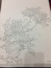范本传真·白描花卉写生范本：百菊谱 实拍图