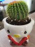 昊兰诺金冠仙人球【多头金丝猴】仙人掌 多肉植物 办公室  小盆栽 金冠仙人球+小猪花盆 含盆 实拍图
