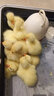 威振 孵化器全自动家用型芦丁鸡孵化机鸭鹅鸽孵化箱智能小型孵蛋器 64枚全自动双电【送加水瓶】 实拍图