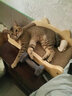 美悦宠物 实木猫抓板磨爪器猫爪板护沙发瓦楞纸磨爪板猫咪用品猫窝大号 长50厘米  实木瓦楞纸猫沙发 实拍图