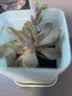 急兔多肉植物儿童节礼物盆栽绿植随机多肉10棵10个随机颜色小方盆土 实拍图