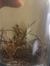 乡水洞天 [武陵源馆]  莓茶茅岩莓藤茶霉茶张家界特一级嫩芽尖 特级50g 50g 实拍图
