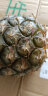 京鲜生 泰国进口椰青 9个装 大果 单果900g+ 生鲜水果年货礼盒 送开椰器 晒单实拍图
