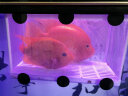 共度（Gong Du）鱼缸隔离盒孔雀鱼繁殖盒小鱼幼鱼母鱼隔离孵化盒产卵悬浮式隔离盒 水中隔离网(26*16*16cm) 实拍图