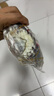 陆龙兄弟海鲜红膏咸蟹 全母梭子蟹宁波炝蟹红膏呛蟹 舟山海鲜冷冻水产 [礼盒装]红膏呛蟹500g*2袋 实拍图