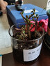 绿荫巷子多肉植物仙人掌盆栽肉肉室内桌面创意绿植小盆栽带盆 【沙漠3球掌组合】造景石+星球瓶 实拍图