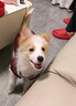 智宙狗狗衣服中型犬秋冬款保暖柴犬泰迪比熊法斗柯基学院风卫毛衣秋季 酒红学院风毛衣 XL适合14斤内 实拍图
