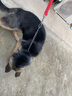 万牵狗链子 不锈p链牵引绳项圈栓狗遛中大型犬脖圈脖套P链金属防咬铁 4.0丝粗（50—60斤）60厘米 实拍图