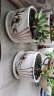 裕轩堂多肉组合随机花盆陶瓷绿萝吊兰室内创意简约多肉大号桌面阳台盆栽 8个随机11厘米花盆 小 晒单实拍图