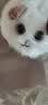 昙蓓漫拉绳摇尾巴玩具小猫咪毛绒公仔会动的网红小猫咪卡通玩偶拉线转圈 【毛绒可爱】拉绳驱动猫咪 17cm拉绳可摇尾巴 实拍图