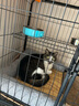 蔻丝【加粗方管】猫笼子超大号家用猫窝别墅带厕所一体室内屋宠物猫笼 超大四层【78*55*137】自由空间 【超值款】吊床+脚垫+托盘+爬梯 实拍图