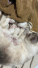 皇家猫粮 幼猫奶糕 幼猫猫粮 BK34 通用粮 1-4月 2KG 实拍图