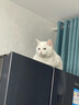 【顺丰速运冰邮】科妙优猫咪疫苗猫三联宠物预防猫鼻支猫瘟狂犬成幼猫一套自打套餐 猫三联3支【送注射全套用具】申通 实拍图