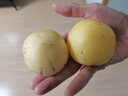 鲜青录民勤沙漠人参果大果 水分多微甜 甘肃人生果长果 8.5斤果王（单果150g+） 实拍图