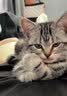 FURRYTAIL尾巴生活猫一条猫条零食猫咪肉泥猫咪营养条肉条12g*6条装 混合口味(60条装) 实拍图