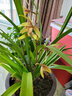 劉閣蘭花建兰四季兰花苗矮种金荷夏带浓香花苞出售室内外桌面绿植花卉盆栽 宝岛仙女，一颗4苗连体 实拍图