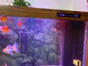 森森（SUNSUN）龙鱼缸加热棒自动恒温变频省电加温棒水族箱加温器 【热循环恒温】 800W 实时数显/变频省电 实拍图