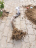 子豪缘葡萄树苗地栽爬藤南方北方种植品种 阳光玫瑰葡萄6年苗 70cm(含)-79cm(含) 实拍图