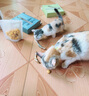 爪子心选（PETCHOICE）猫咪零食冻干宠物狗狗鸡胸肉多春鱼三文鱼干鸭肉牛肝蛋黄 鹌鹑蛋黄冻干70g 实拍图