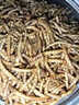 崇雾黄粉虫大麦虫活虫面包虫活体鲜活虫乌龟八哥仓鼠鸟食守宫龙鱼饲料 实拍图