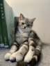 奥兹蓝猫折耳猫英短美短加菲猫波斯猫成猫幼猫奶糕全价猫粮1.5kg3斤 紫色 实拍图