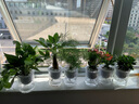 雅卉水培植物盆栽发财树办公室内小绿植芦荟吊兰花卉盆栽好养 发财栀子长寿荷花绿萝虎刺 含盆 实拍图
