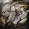 老鬼鱼饵一包饵一筐鱼野战鲫鱼鲤草鳊野钓一包单开四季通用钓鱼饵料鱼 【2包装】一包饵一筐鱼野战版 实拍图