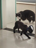 GO！SOLUTIONS无谷三鳕全猫粮16磅/7.26kg多肉成猫幼猫通用原装进口 实拍图