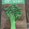 寿禾 小香芹菜种子苗四季盆栽种植蔬菜种籽 潍丰香洋香芹种子12g 实拍图