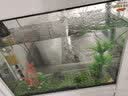 闽江（minjiang）鱼缸水族箱免换水生态造景客厅屏风中大型玻璃龙鱼缸观赏鱼家用 白色（礼包+造景+升级过滤） 长80*宽30*高139（缸体+储物柜） 实拍图