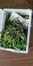 祖母绿（Zumulu）祖母绿顺丰航空苦菜新鲜野菜 曲麻菜 新鲜野生蒲公英 婆婆丁1000g 实拍图