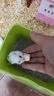 朗缤 仓鼠幼崽仓鼠笼仓鼠活物宠物活体宠物金丝熊情侣一对仓鼠活体 白色 1只 实拍图