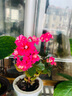 鲸咚亿农正宗海南三亚金煌芒果水仙芒新鲜热带水果当季特大甜心芒 净重9斤大果【精选】 实拍图