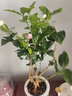 绿荫巷子茉莉花苗盆栽带花苞栀子花卉植物室内绿植浓香四季好养开花 【自吸盆】茉莉花 实拍图
