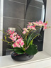 wo+ 高档新款手感PU蝴蝶兰仿真花艺客厅餐桌花电视柜装饰花假花 黑色扁陶瓷盆+B款玫红鸽子兰 实拍图