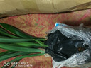 益绮椛益绮椛浓香型兰花苗大花蕙兰墨兰建兰花卉盆栽绿植室外内植物兰花 红雪姬 6苗【当年开花】+肥料 实拍图