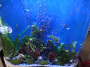 喜灏欧式双圆形生态金鱼缸水族箱中型创意客厅家用免换水屏风鱼缸定制 102x50x138（带一键换水） 实拍图