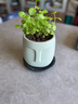 恰好时光北欧ins风花盆陶瓷人面时尚简约文艺个性室内大号绿萝盆景灰色 实拍图