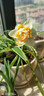 惜林园 正宗漳州水仙花 水培植物水养花卉 冬季室内盆栽球根 水仙种球球4粒 实拍图