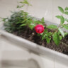 清韵伊人 木香花树苗爬藤四季开花红黄白特大苗耐寒盆栽地栽爬墙花卉蔷薇 白木香 小苗20-40厘米高 不含盆 实拍图