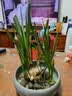 源老舍无孔水培花盆铜钱草花盆陶瓷水仙花睡莲碗莲荷花水培容器一叶莲盆 粉青哥窑-8寸 实拍图