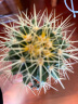 种花迷超大金琥仙人球10-42cm花卉盆栽绿植桌面盆栽阳台多肉规格齐全 直径6厘米 晒单实拍图