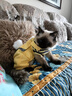 华元宠具（hoopet）猫咪衣服防掉毛蓝猫宠物布偶英短美短秋冬薄款冬季保暖可爱四脚衣 【薄绒款】俏皮猫咪背带裤黄色 M-（建议6-10斤） 实拍图