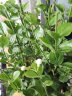 尚尚木重瓣白色茉莉花盆栽带花苞开花不断庭院花园有香味的盆栽 白茉莉（优美款） 实拍图