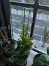 柯必达 爬藤架花架 植物攀爬架铁艺架子月季铁线莲花架爬藤花支架 伸缩型 高1.2m(3杆4圈) 实拍图