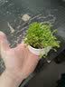 行湘多肉植物组合小盆栽办公室桌面仙人掌仙人球水培绿植花卉源头直发 实拍图