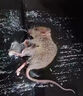 户净粘鼠板老鼠贴超强力粘板家用加大加厚老鼠一窝端驱鼠捕鼠神器灭鼠 实拍图