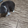 猫管家猫玩具 加长钢丝吸盘逗猫棒 自嗨解闷神器 猫咪懒人自动逗猫棒 吸盘逗猫棒+2个羽毛（随机色） 实拍图