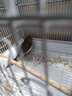 朗缤 鹦鹉活体鸟活物虎皮鹦鹉宠物活鸟玄凤鹦鹉手养鸟会说话幼鸟幼崽 原始灰色 2只（一公一母） 实拍图