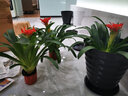 意轩鸿运当头绿植盆栽花卉植物四季开花室内客厅水培植物红星凤梨水养 6年大苗50-55cm三棵苗+树脂白盆 实拍图